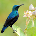 Purple sunbird