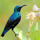 Purple sunbird