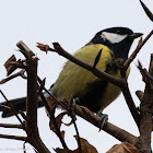 Great Tit