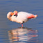 Greater Flamingo