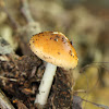 American Orange-Brown Ringless Amanita