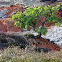 Aspra terra di Maremma di 