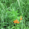 Butterfly Weed