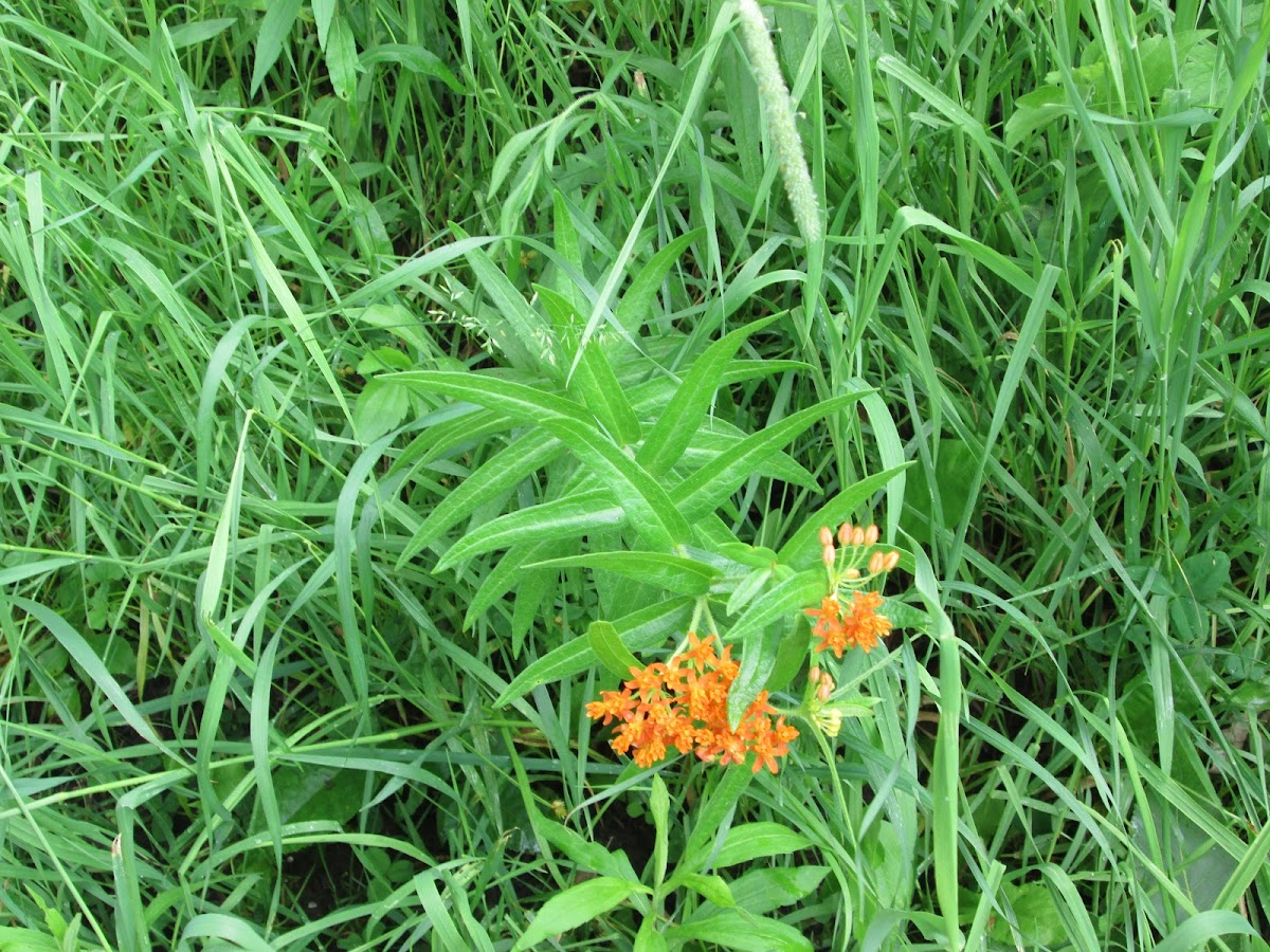 Butterfly Weed