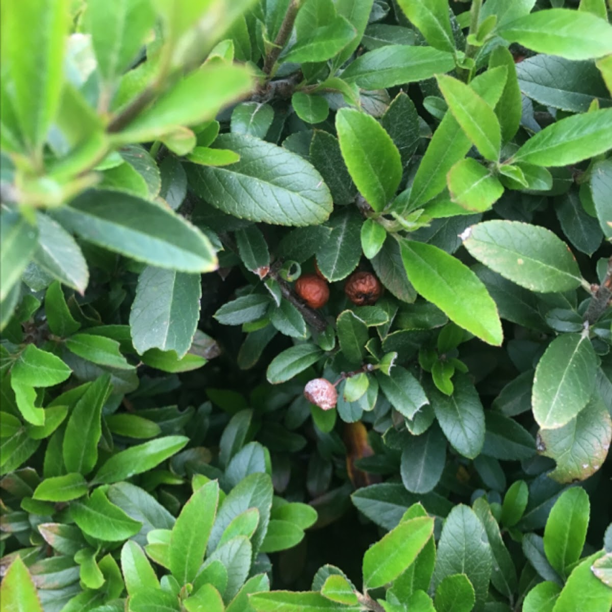 Pyracantha berries