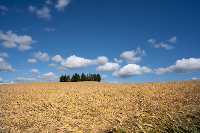 Grano d'oro di Simonetti Andrea