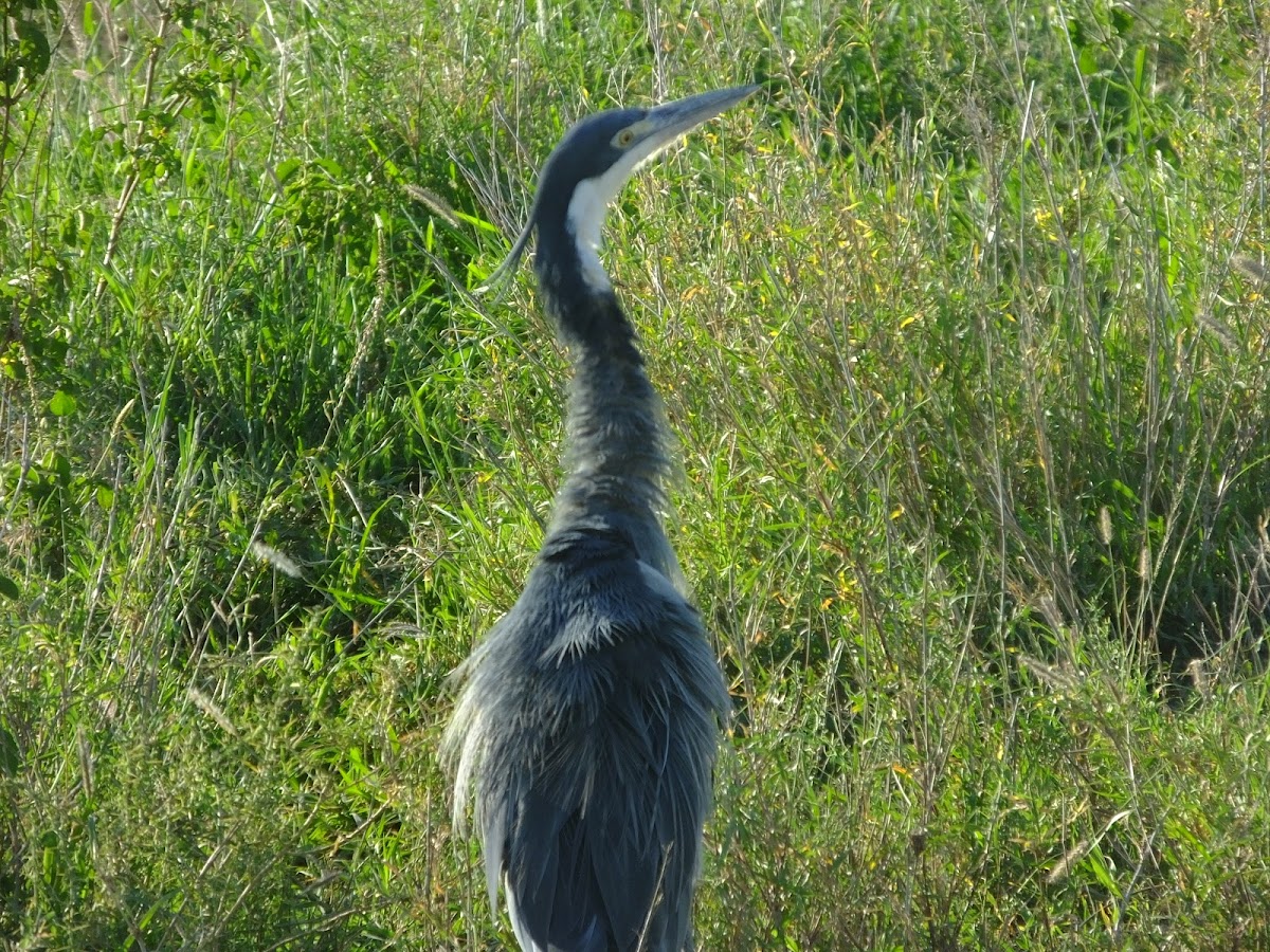 black headed heron