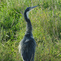 black headed heron