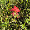 Indian paintbrush