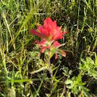 Indian paintbrush