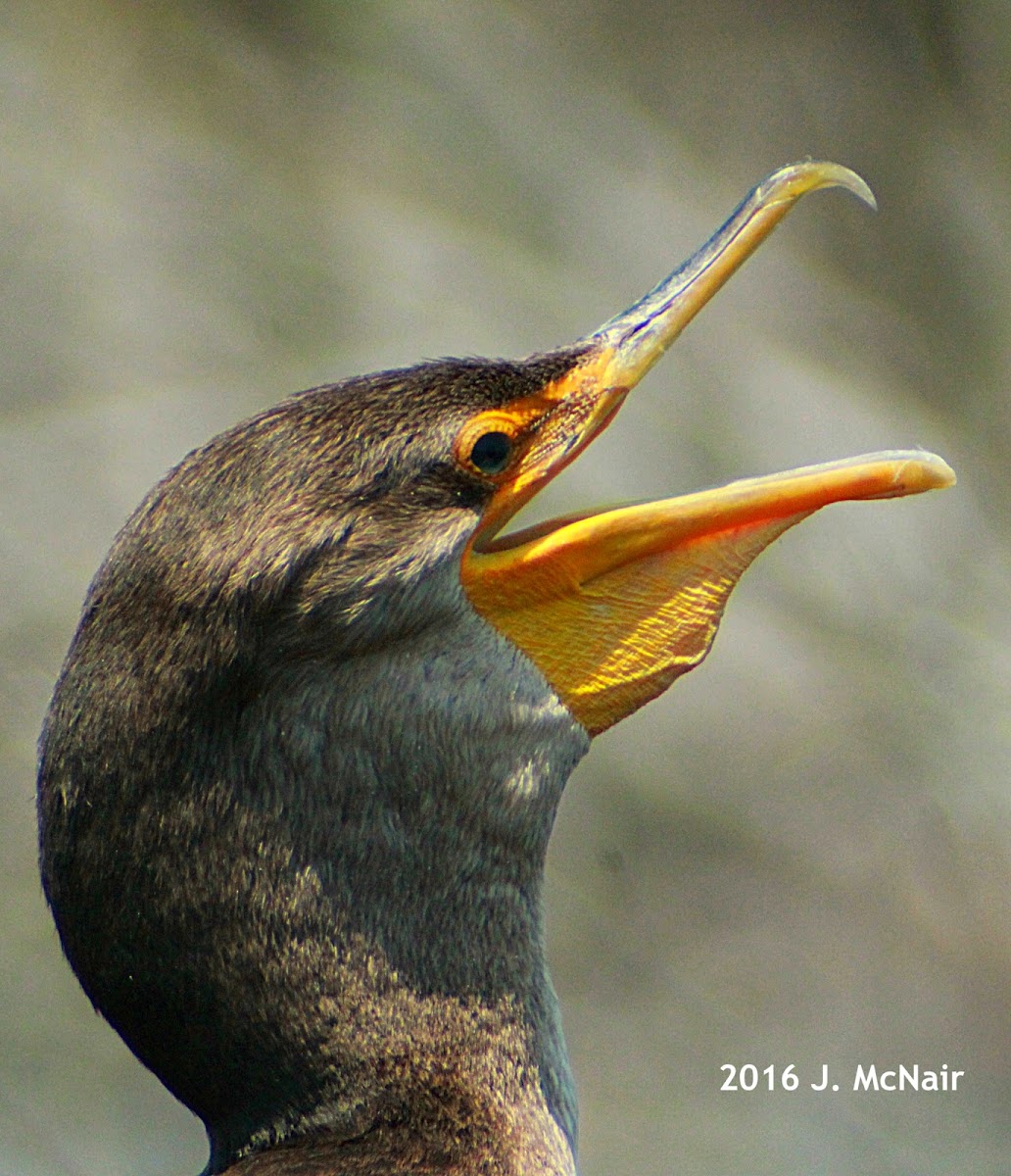 Double-crested Cormorant