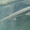 Longnose Gar