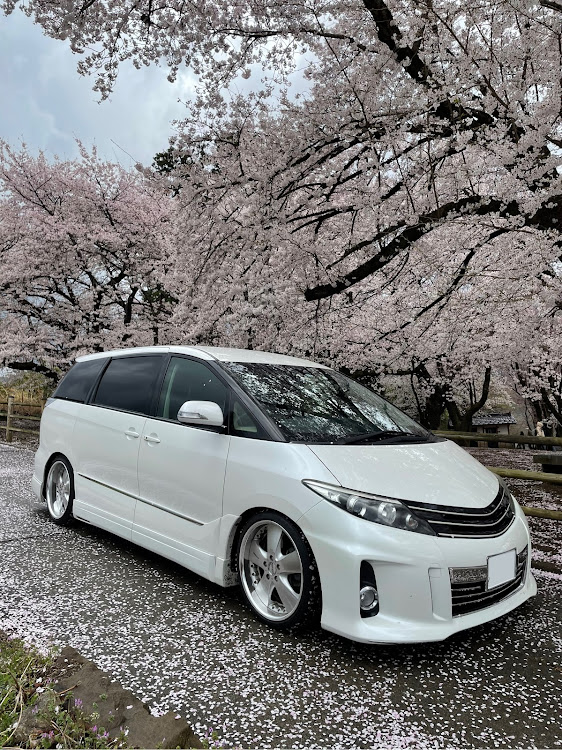 エスティマの桜と愛車・その5・女房運転に関するカスタム事例の投稿画像5枚目
