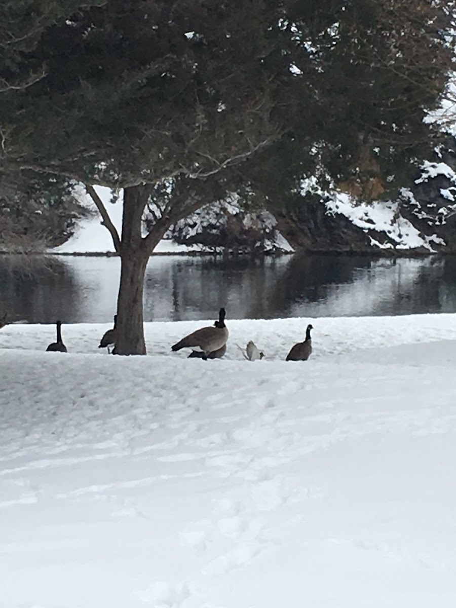 Canada Goose