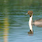 NORTHERN PINTAIL