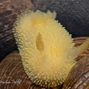 Dorid Nudibranch