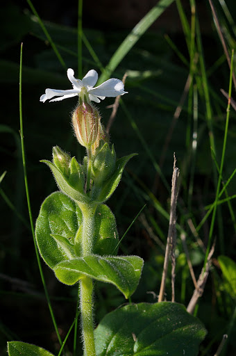 Silene latifolia