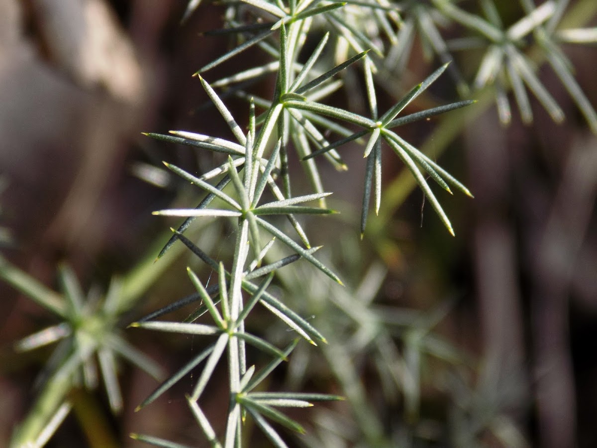 Asparagus