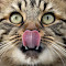 Item logo image for Cat Screen Cleaner