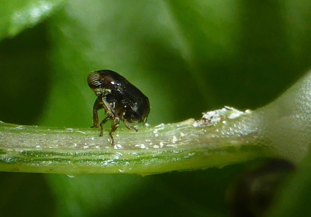 Sunflower Spittlebug