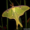 Luna moth