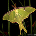 Luna moth