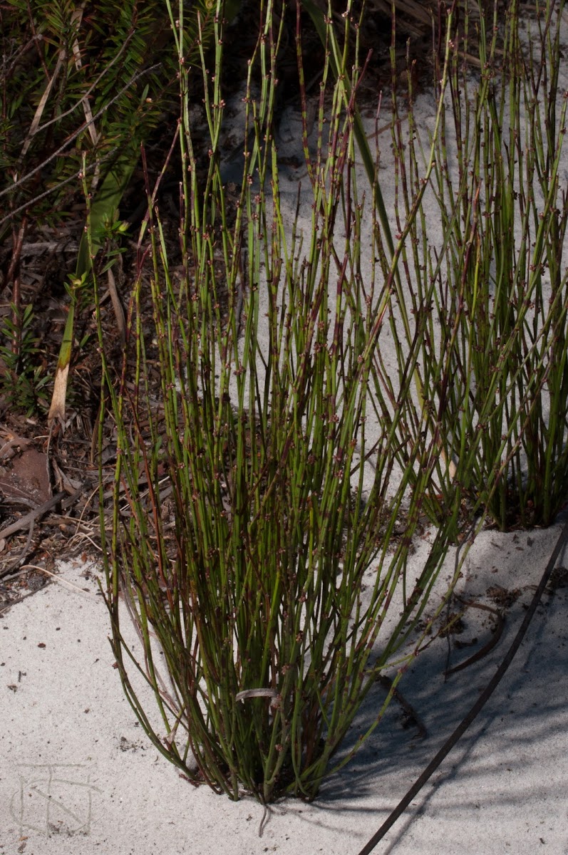 Broom Spurge