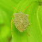 Consperse stink bug