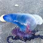 Portuguese Man O War