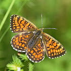 Heath Fritillary