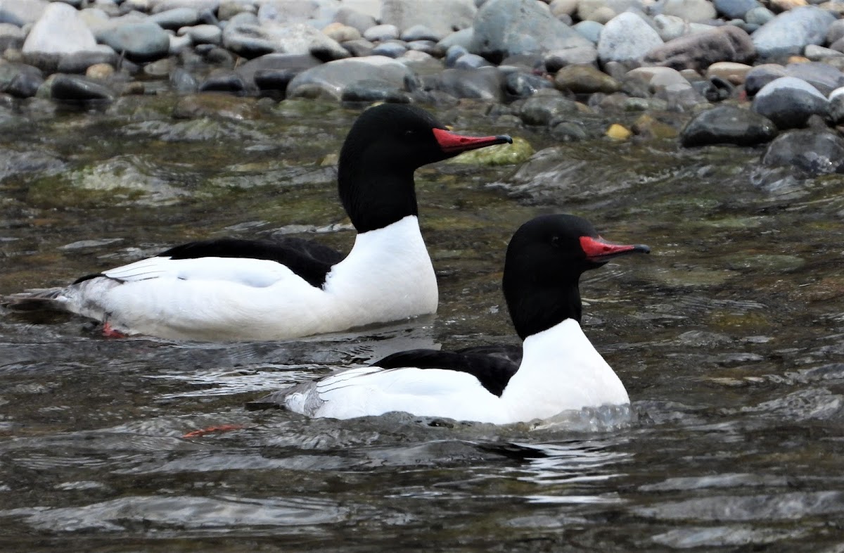 Common merganser