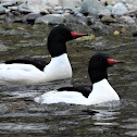 Common merganser