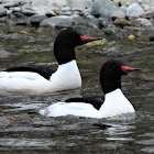 Common merganser