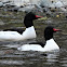 Common merganser