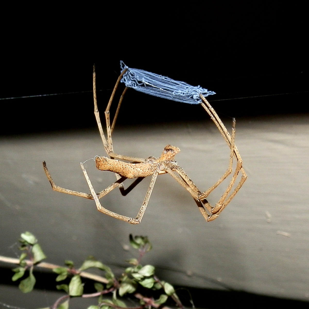 Net-casting Spider - female