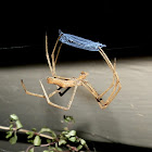 Net-casting Spider - female