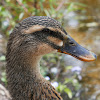 Northern Mallard (female)