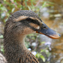 Northern Mallard (female)