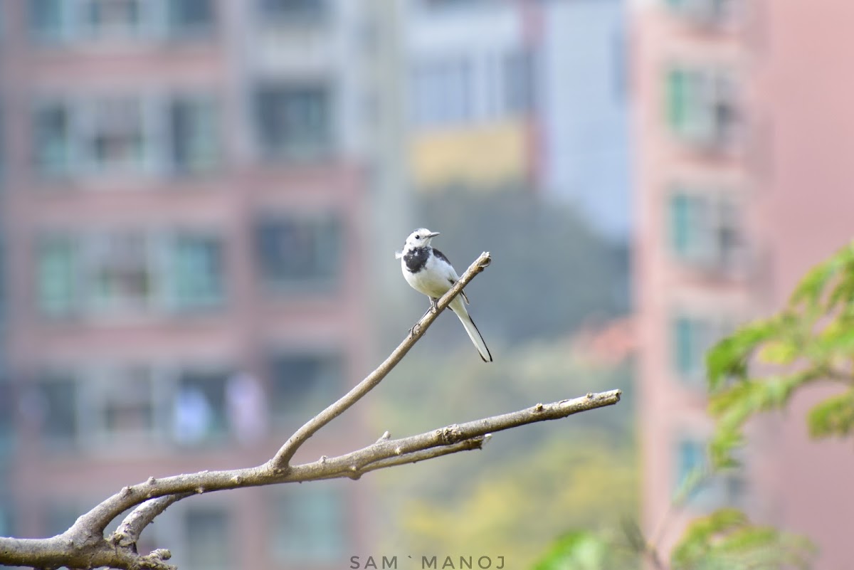 White Wagtail