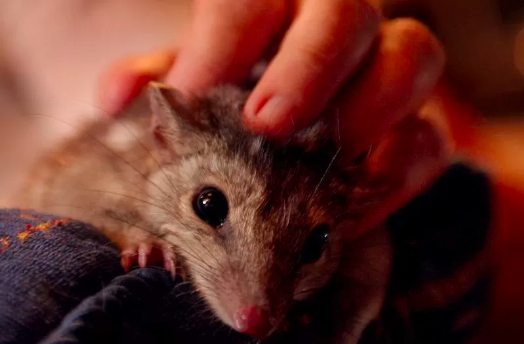 Northern quolls are carnivorous marsupials the size of a small cat