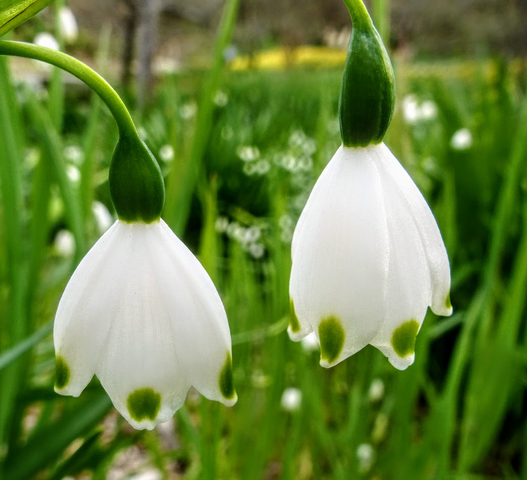 Summer snowflake