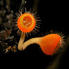 Hairy cup fungi