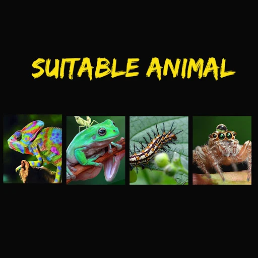 1pc Terrarium for Reptiles Spider Transparent Plastic Feeding Box Insect Lizard Beetle Transport Breeding Food Rearing C