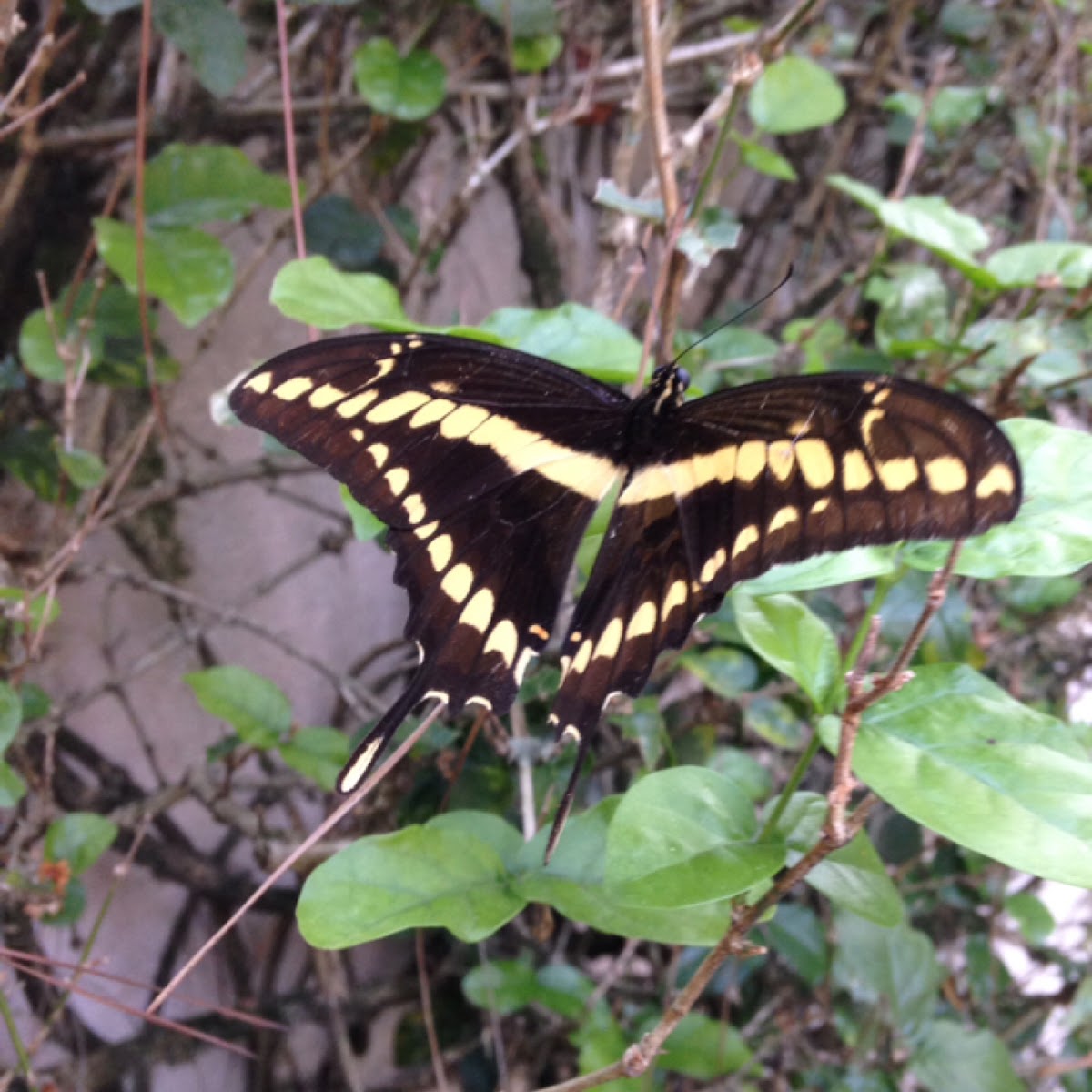 King swallowtail