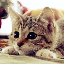 Image result for cute cats