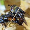 Tachinid flies(mating)