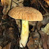 Corrugated Bolete