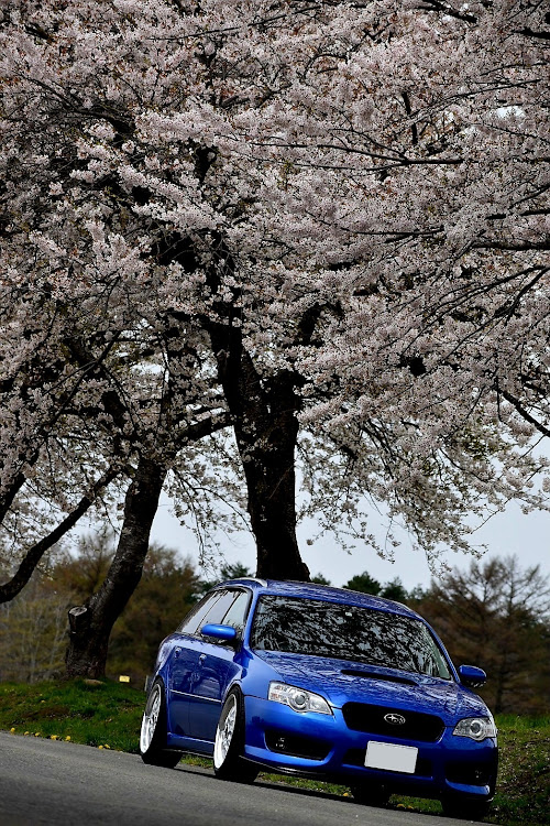 レガシィツーリングワゴンの町営牧場の桜並木🌸・のんびり撮影・白河番長参上😤・いつもイイネ&コメントありがとうございます🙇‍♂️に関するカスタム事例の投稿画像1枚目