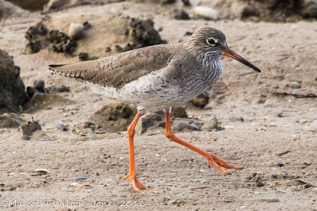 Redshank