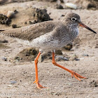 Redshank